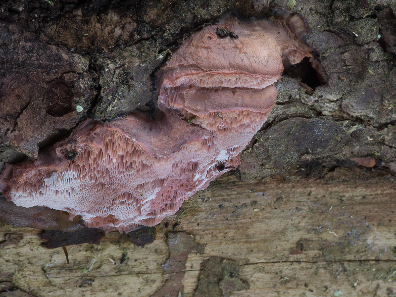 Leptoporus mollis